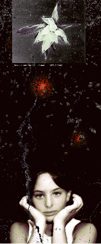 Rosetta di promastigoti - 2003