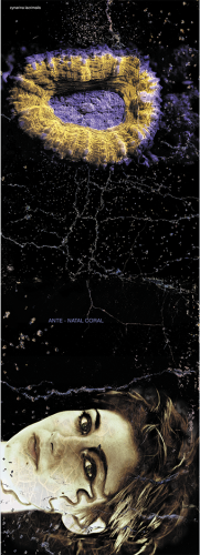 Ante-natal coral - 2004
